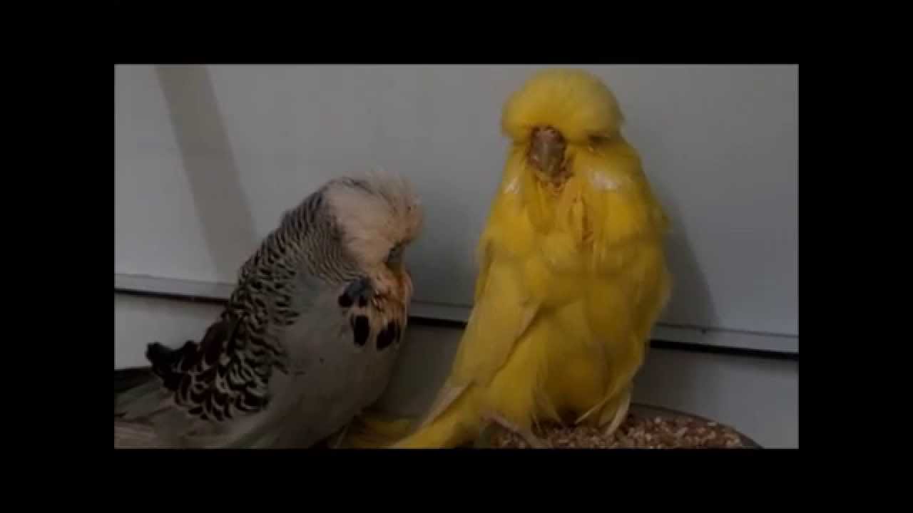 Daniel Lütolf April 2014