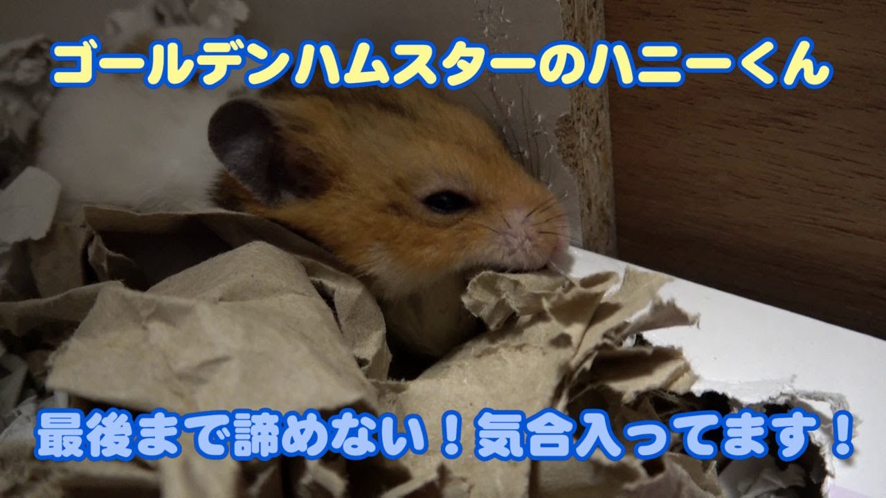 【ゴールデンハムスターのハニーくん】383 最後まで諦めない！紙の中から執念のフード発掘🐹📦🔥