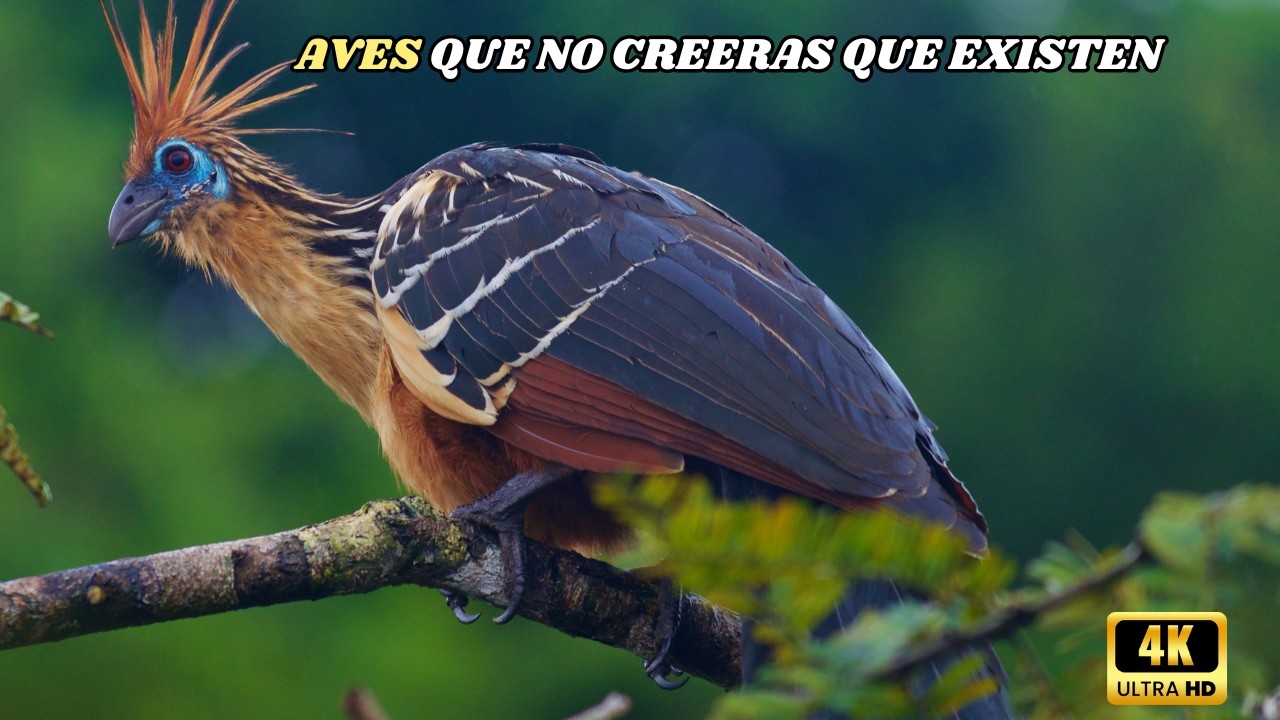 AVES: Las M&aacute;s RARAS, Extra&ntilde;as y EX&Oacute;TICAS Del PLANETA | DOCUMENTAL Episodio 1