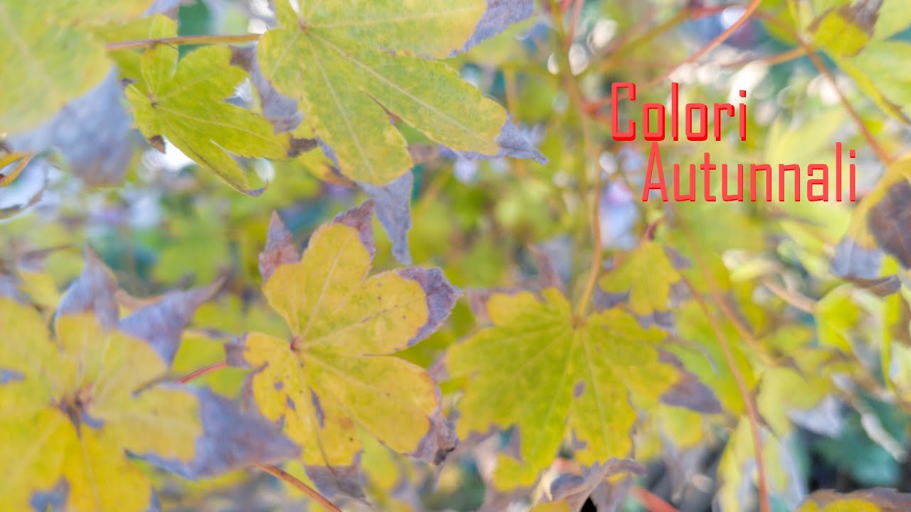 La magia degli Aceri in Autunno!