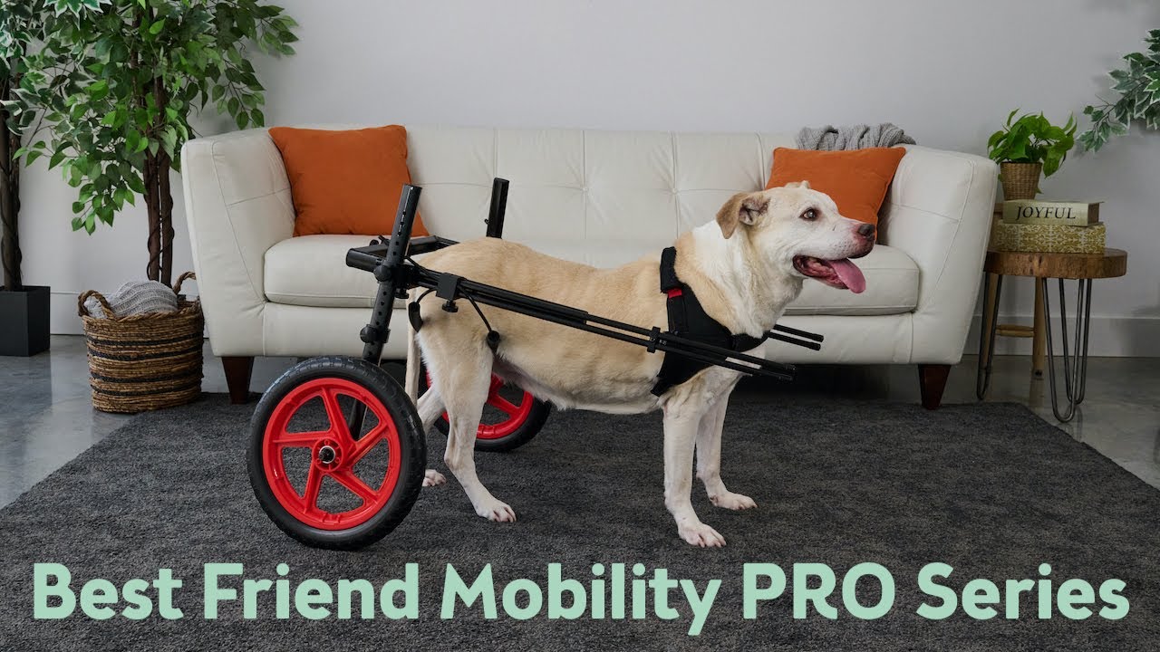 BFM Pro Series Dog Wheelchair Introduction and Instructions