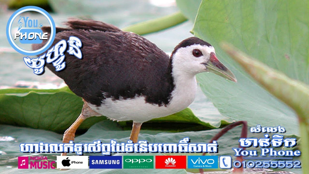 សំលេងមាន់ទឹក ​(White Breasted Waterhen)