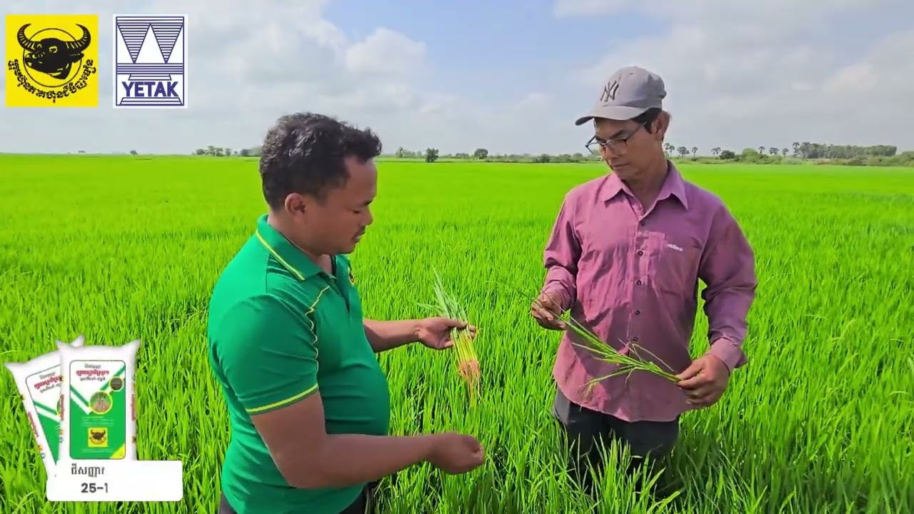 ការប្រើប្រាស់ជីសញ្ញាក្បាលក្របីលើដំណាំស្រូវ