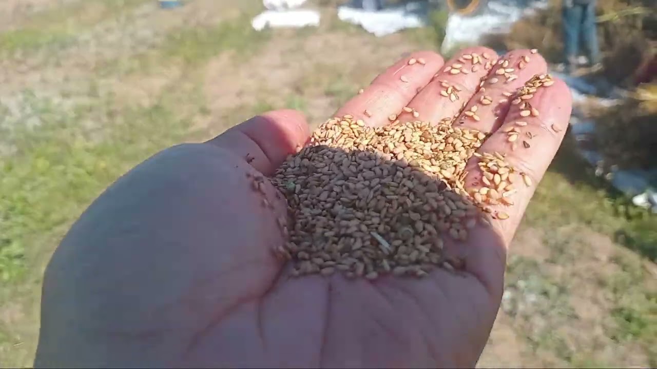 Khui máy suốt Mè tại Bình Thuận