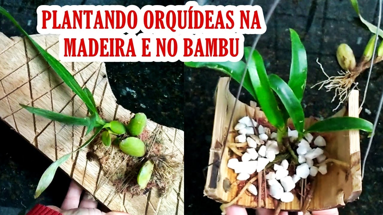 Como plantar Orquídeas no bambu e na madeira | JD Orquídeas