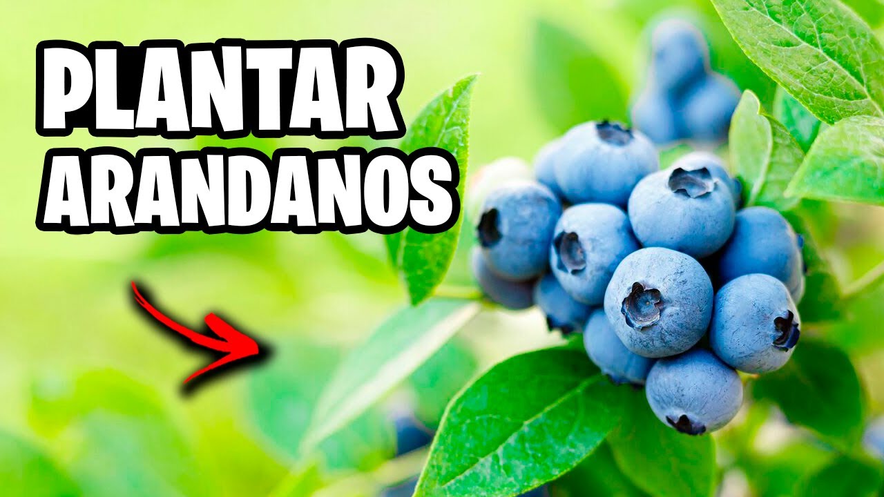 Los SECRETOS del Cultivo de ARANDANOS en Maceta!! Trucos y Consejos | La Huerta de Ivan