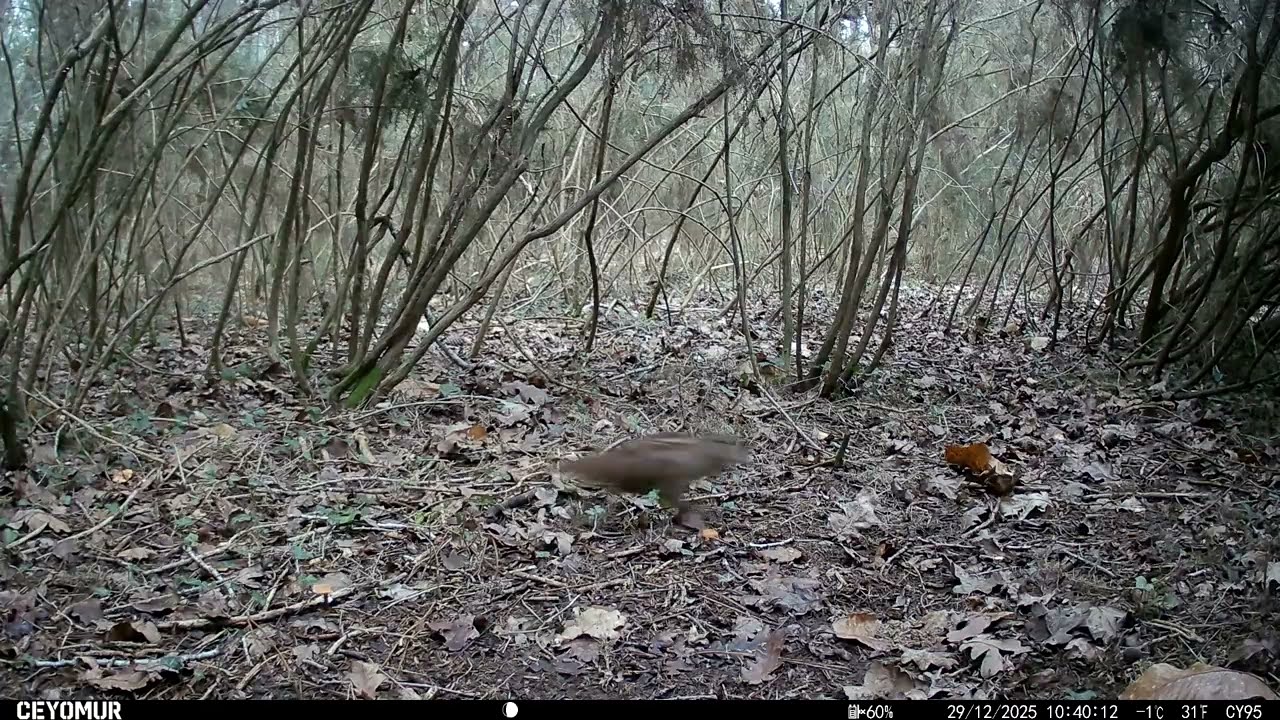 Les bécasses des bois sont de retour  - Woodcocks are back