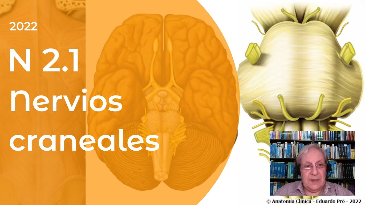 N3 | Nervios craneales | Profesor Eduardo A. Pró | Anatomía 2 | FMed UBA