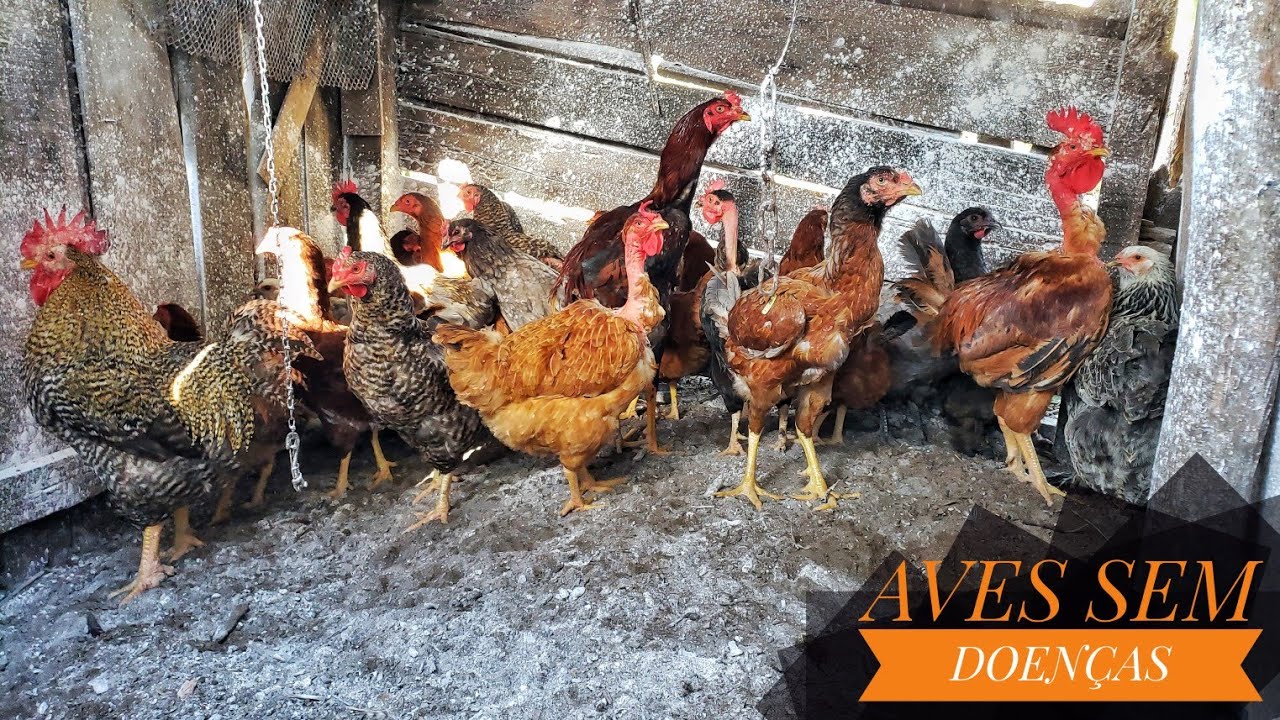 COMO EVITAR DOENÇAS NAS SUAS AVES - APLICAÇÃO DE CAL NO GALINHEIRO