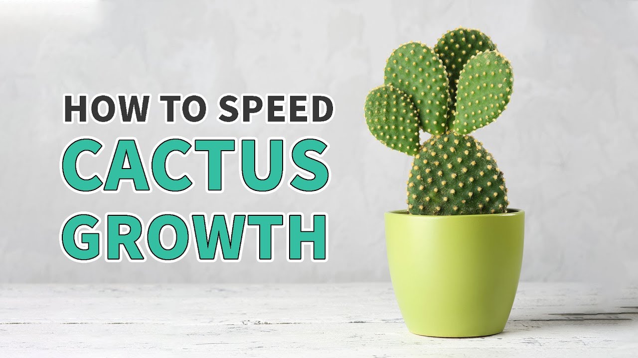 How to speed cactus growth #cactus #cacti #cactussucculents