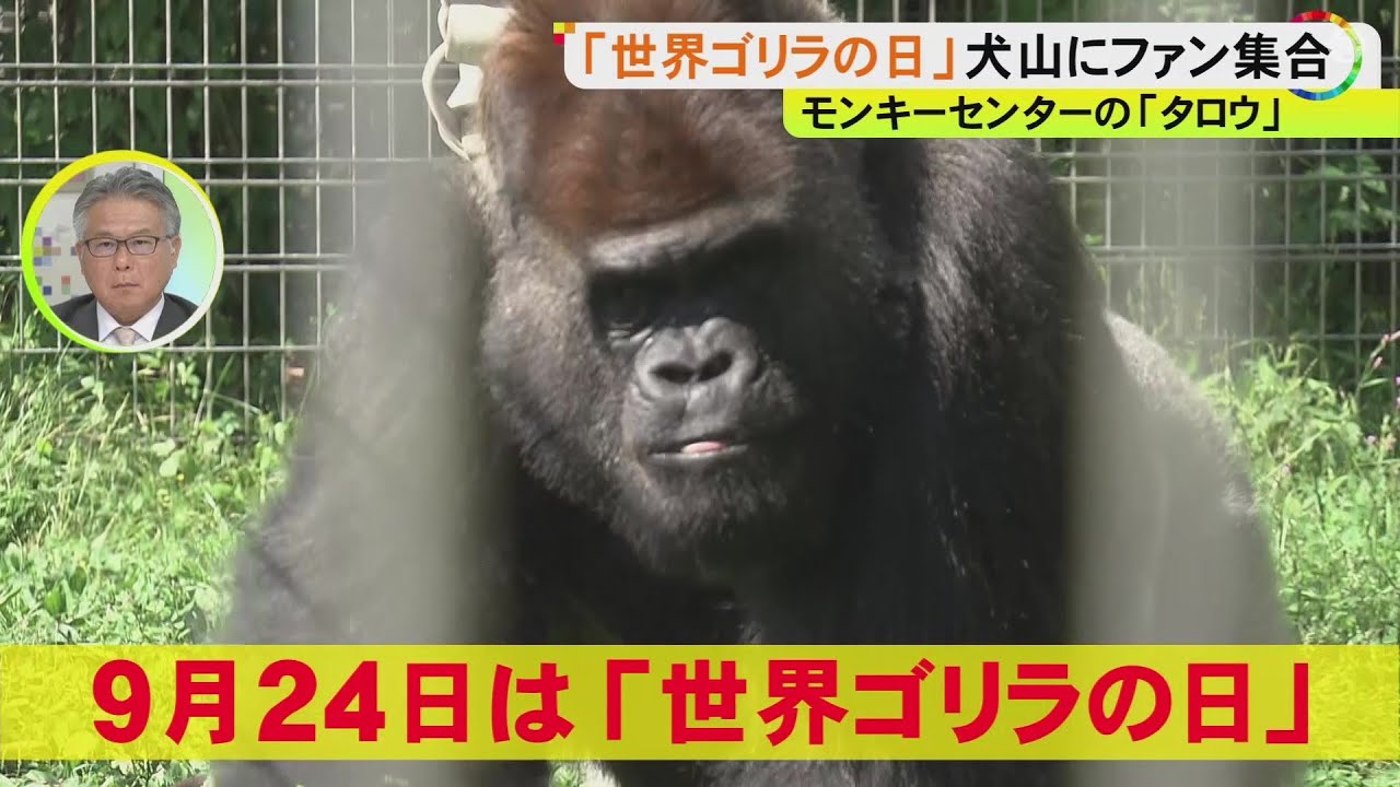 レアメタル採掘等で絶滅危機…『世界ゴリラの日』環境保護のためスマホ回収ボックス設置 日本モンキーセンター