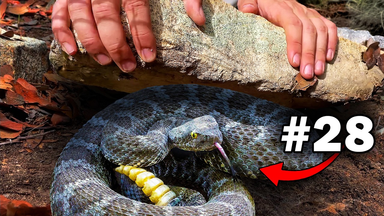 We Flipped 100 Rocks in Arizona's Secret Islands