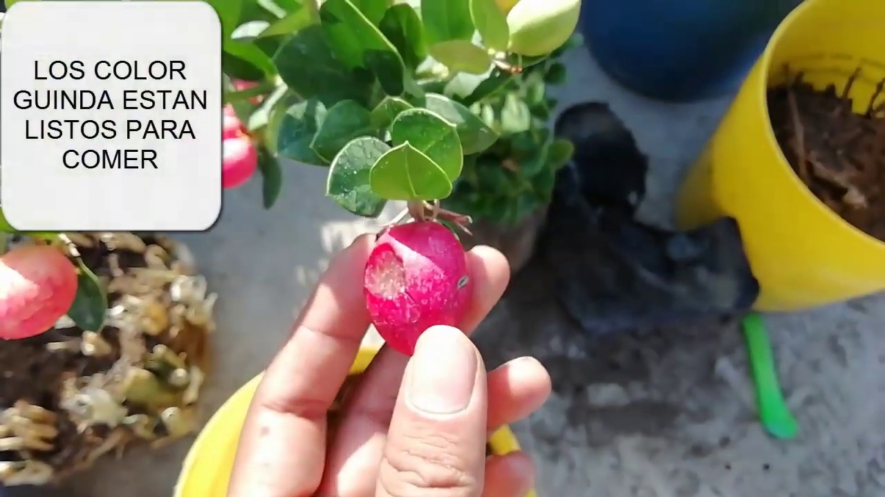 CARISSA MACROCARPA O CIRUELO DE NATAL