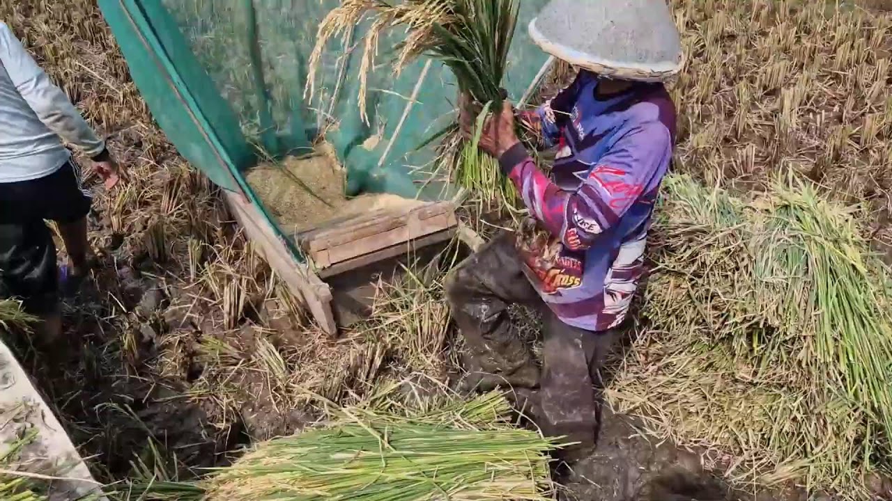 TRADITIONAL RICE THRESHING TECHNIQUES THAT STILL WORK TODAY! -agriculture farming