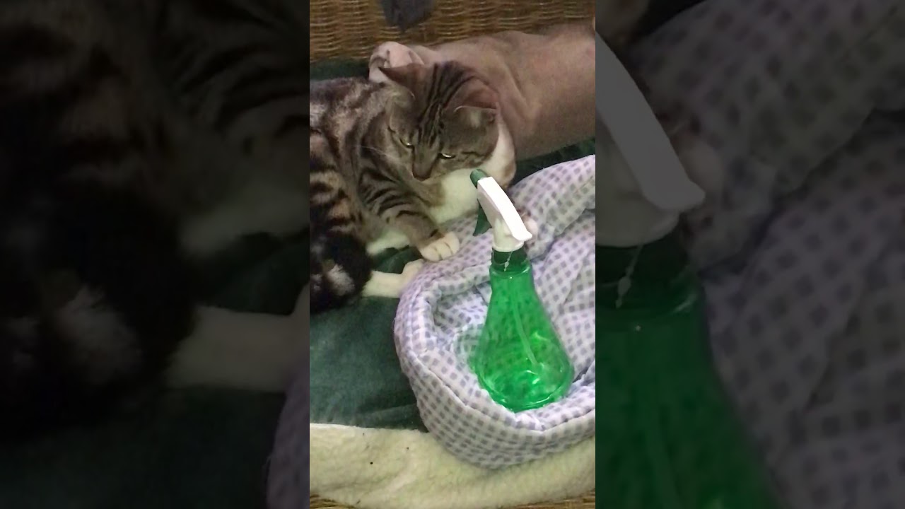 Mijn kat Tijgertje tegen zijn grote vijand wat hem betreft. de plantenspuit