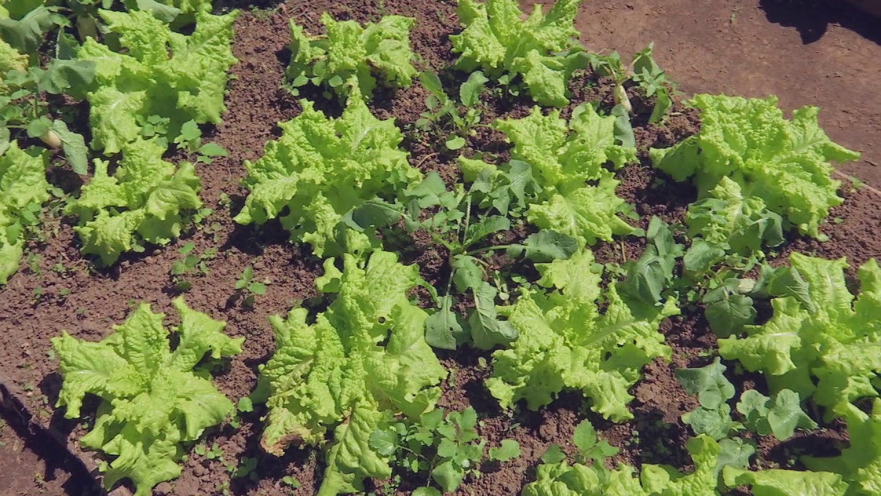 Veracruz Agropecuario - Productor de Hortalizas Orgánicas en Teocelo