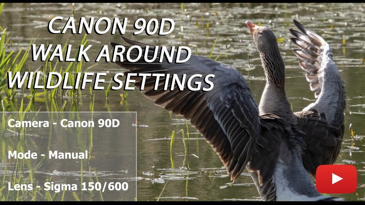 My Walk about BIRD & WILDLIFE PHOTOGRAPHY SETTINGS | CANON 90D | SIGMA 150 X 600MM LENS