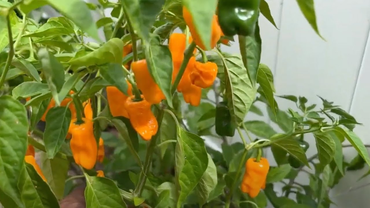 Datil Peppers &ndash; The Must-Grow Hot Pepper for Every Florida Gardener!