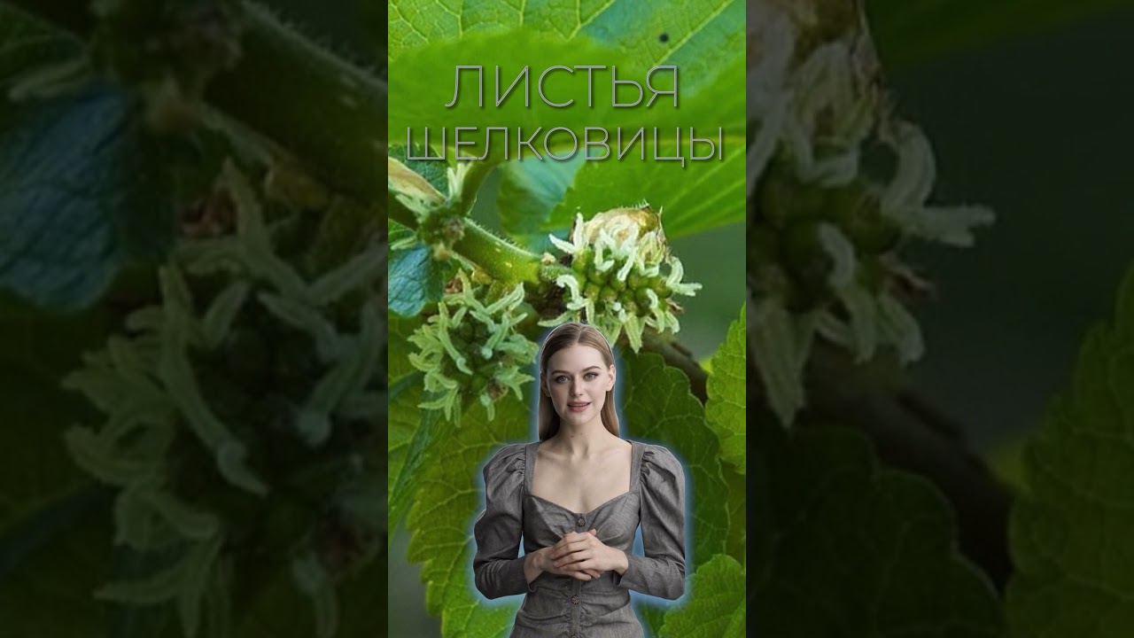 ЛИСТЬЯ ШЕЛКОВИЦЫ / ЛИСТЬЯ ТУТОВНИКА / Польза и Вред
