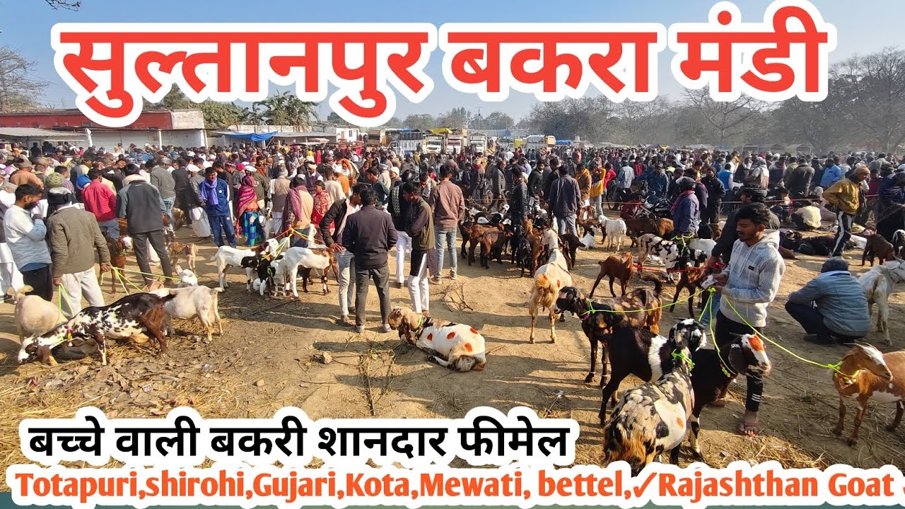 Sultanpur Bakra Mandi || Live Update || Sultanpur Goat Market || New video  #sultanpurbakramandi