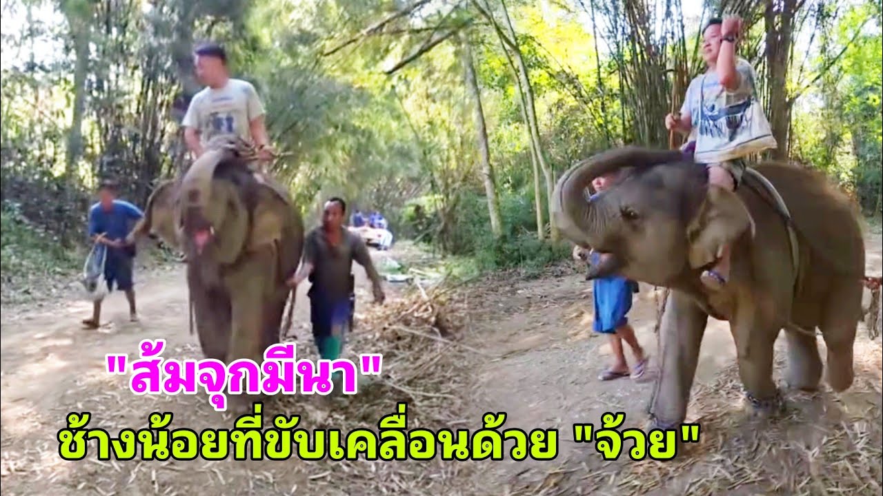 น้องมีนา เดินออกกำลังกาย เคล็ดลับความร่วมมือมีอย่างเดียวคือ กล้วย แต่พอกล้วยหมดจังหวะก็เปลี่ยนทันที
