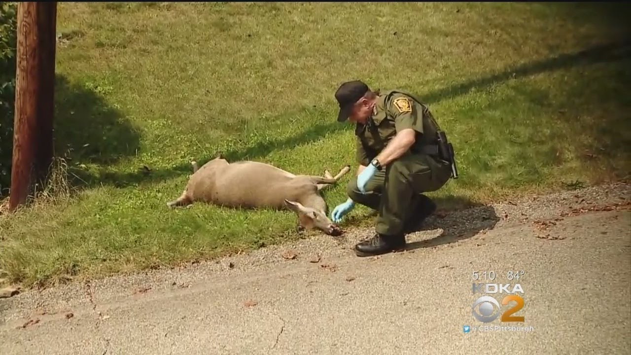 Experts Expect High Number Of Deer Deaths Caused By EHD