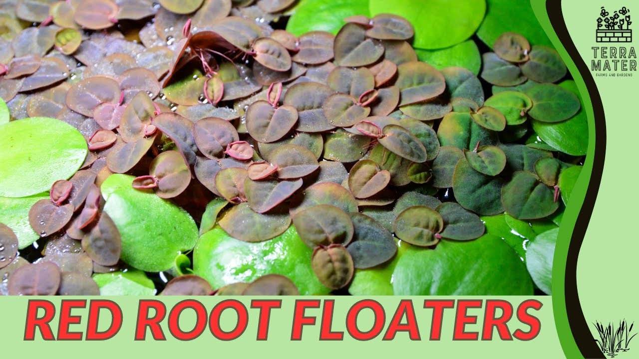 RED ROOT FLOATER Information, Description & More! (Phyllanthus fluitans)