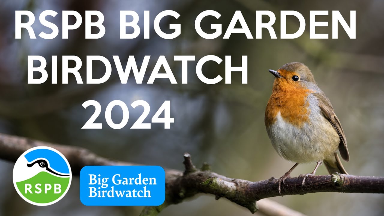 RSPB Big Garden Birdwatch 2024 - my sighting this year and last year's results