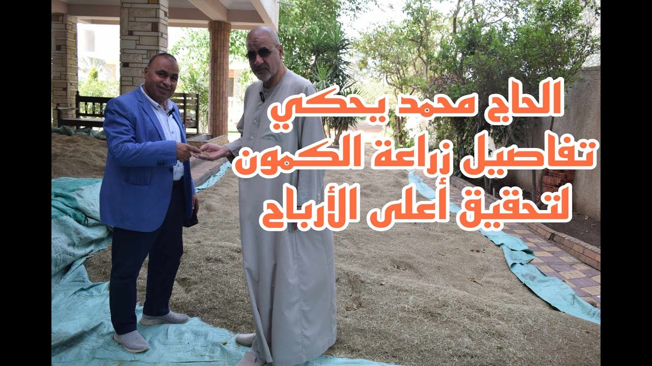 الحاج محمد يحكي تفاصيل زراعة الكمون لتحقيق أعلى الأرباح