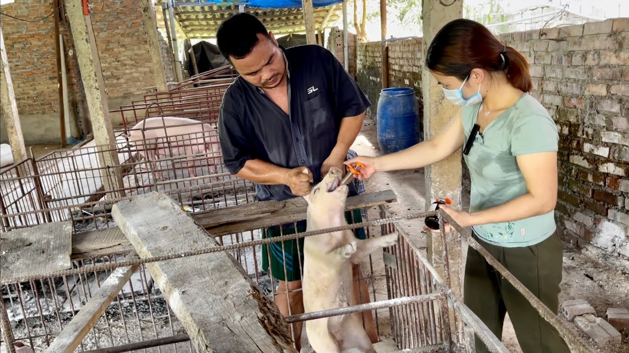 Bệnh dịch tả lợn cổ điển | Triệu chứng và cách điều trị