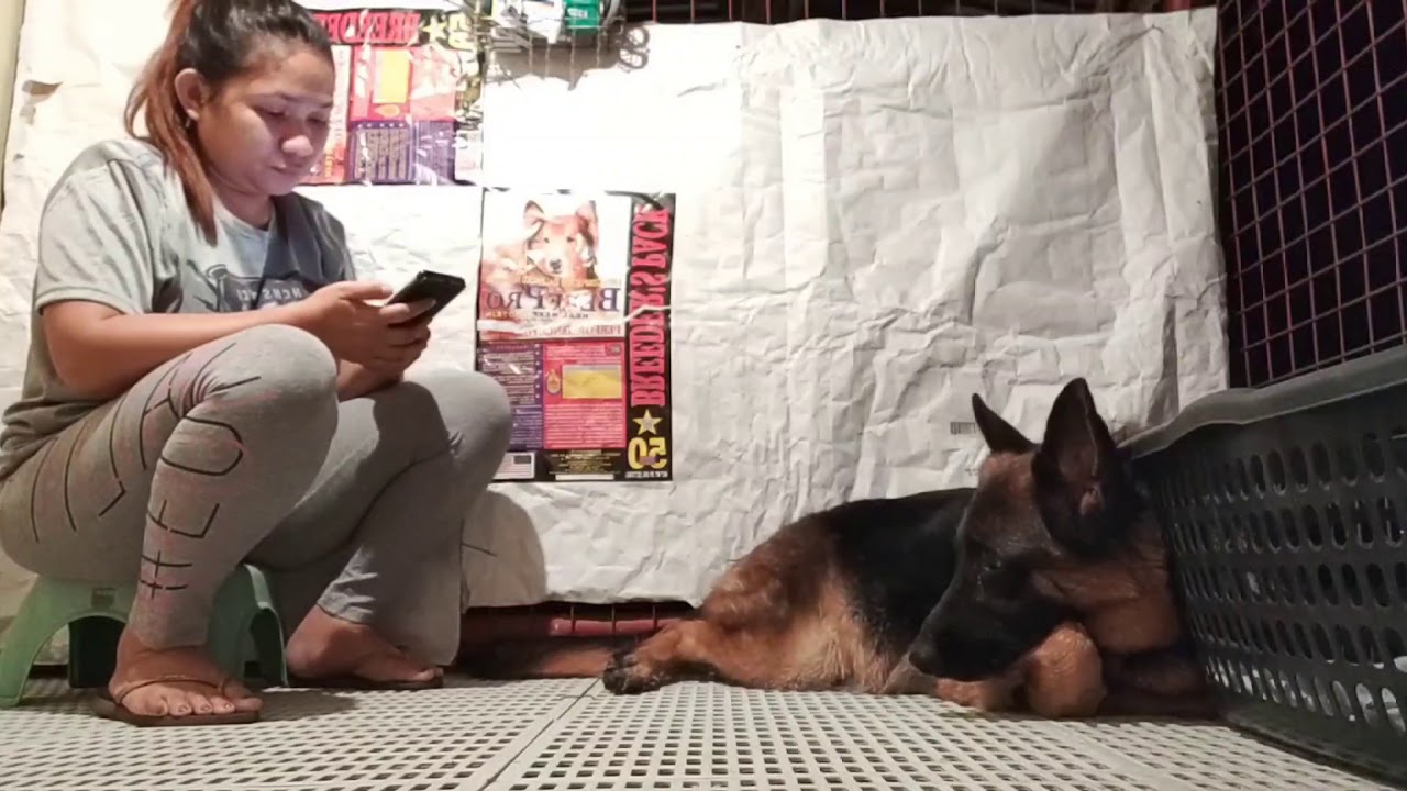 Labor and Delivery of German Shepherd