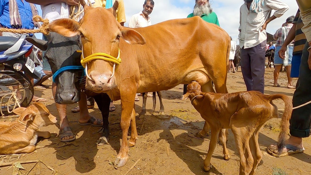 Malnad gidda cows for sale in Chintamani santhe