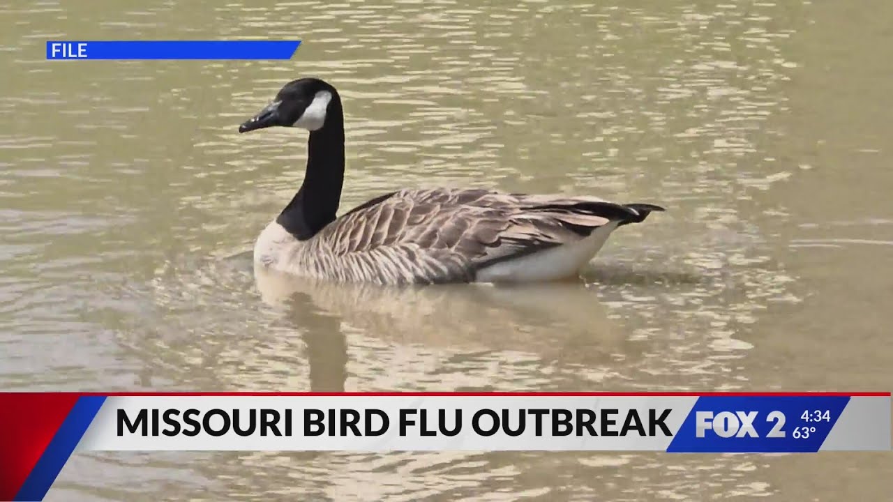 MDC urges caution amid bird flu outbreak