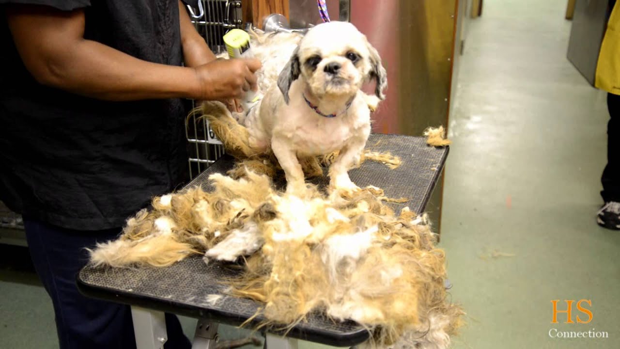 Dogs in Hoarding Case Receive Much Needed Grooming