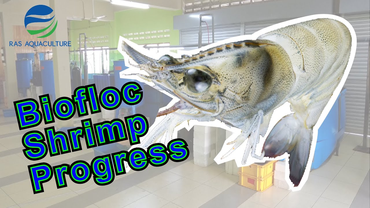 2020 Final Shrimp Harvest in Biofloc System