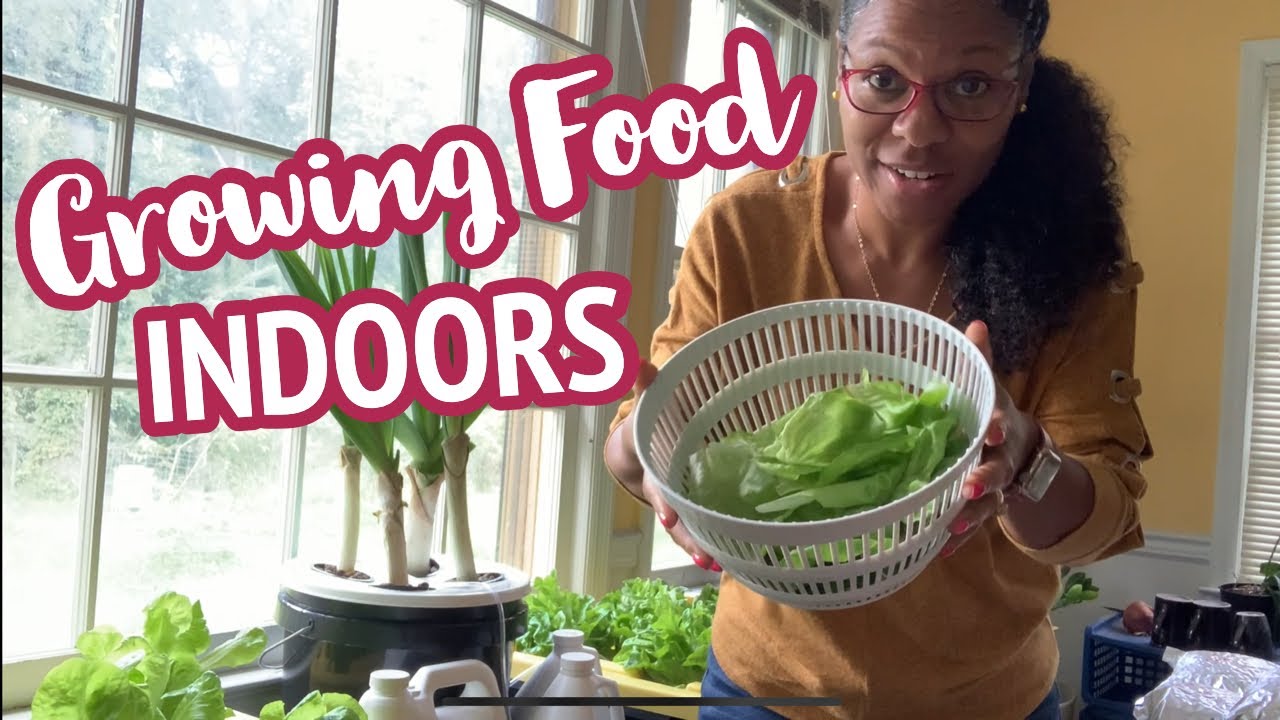 Hyrdroponics Harvest: Growing Food Indoors with @leadfarmer73