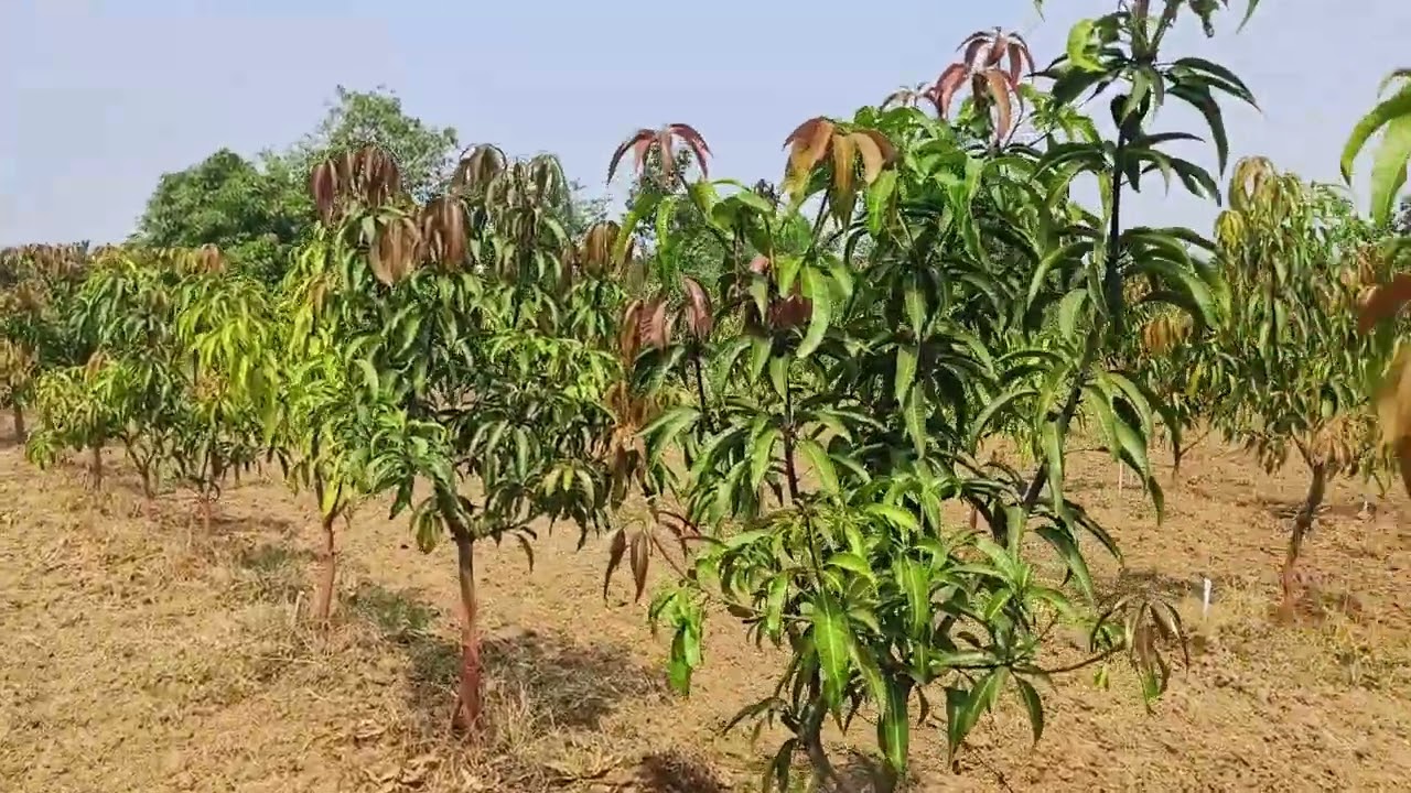 3rd Years, Ultra High Density Mango Plantation. (UHDP) Dharampur ( Gujarat)