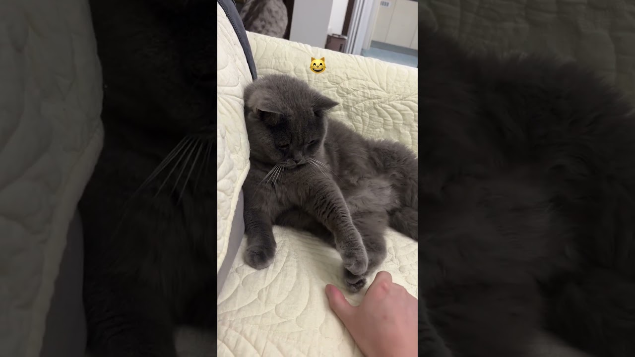 Prank the cat 
