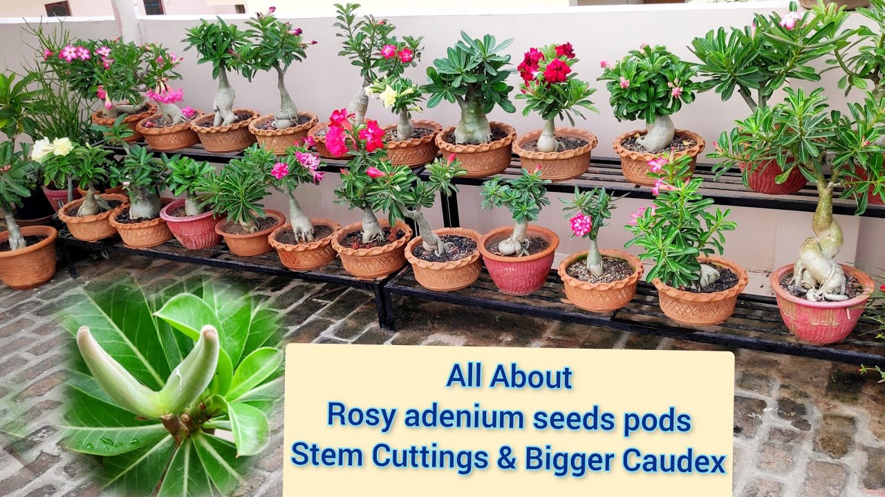All about Rosy Adeniums Plants Bigger Caudex Seeds Pod & Stem Cuttings, अडेनियम की जानकारी