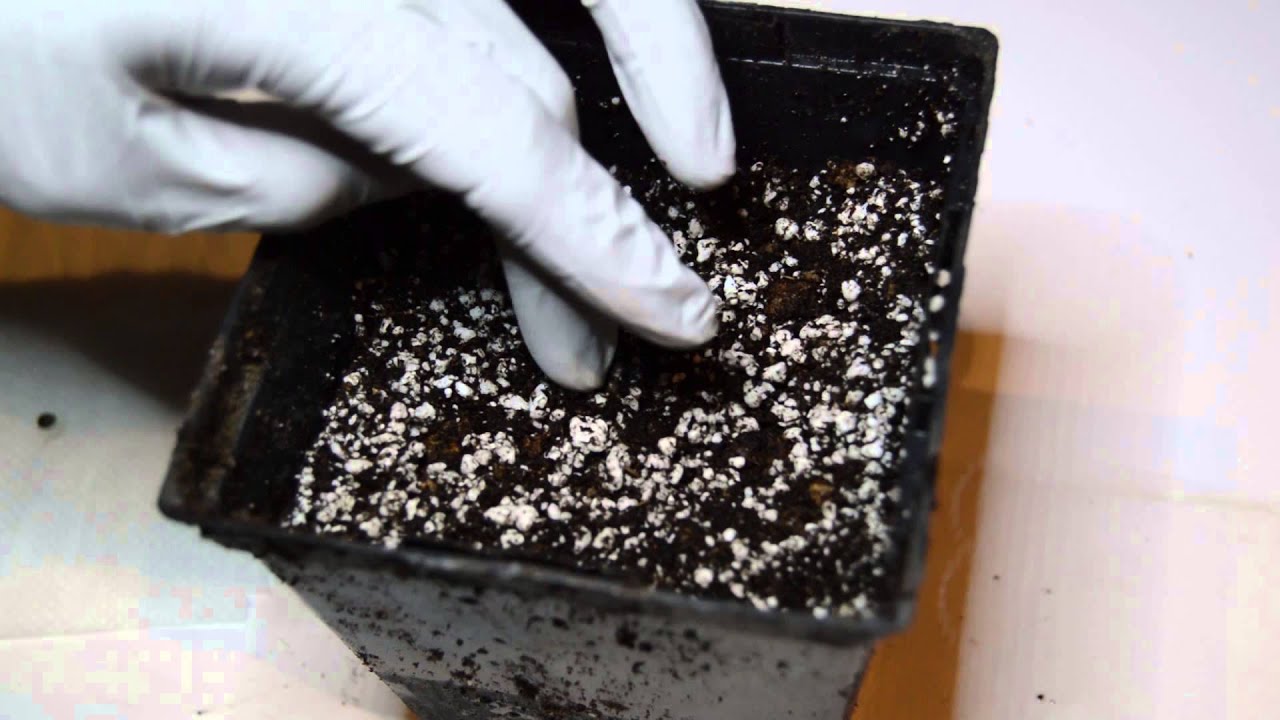 Potting Seedlings into soil