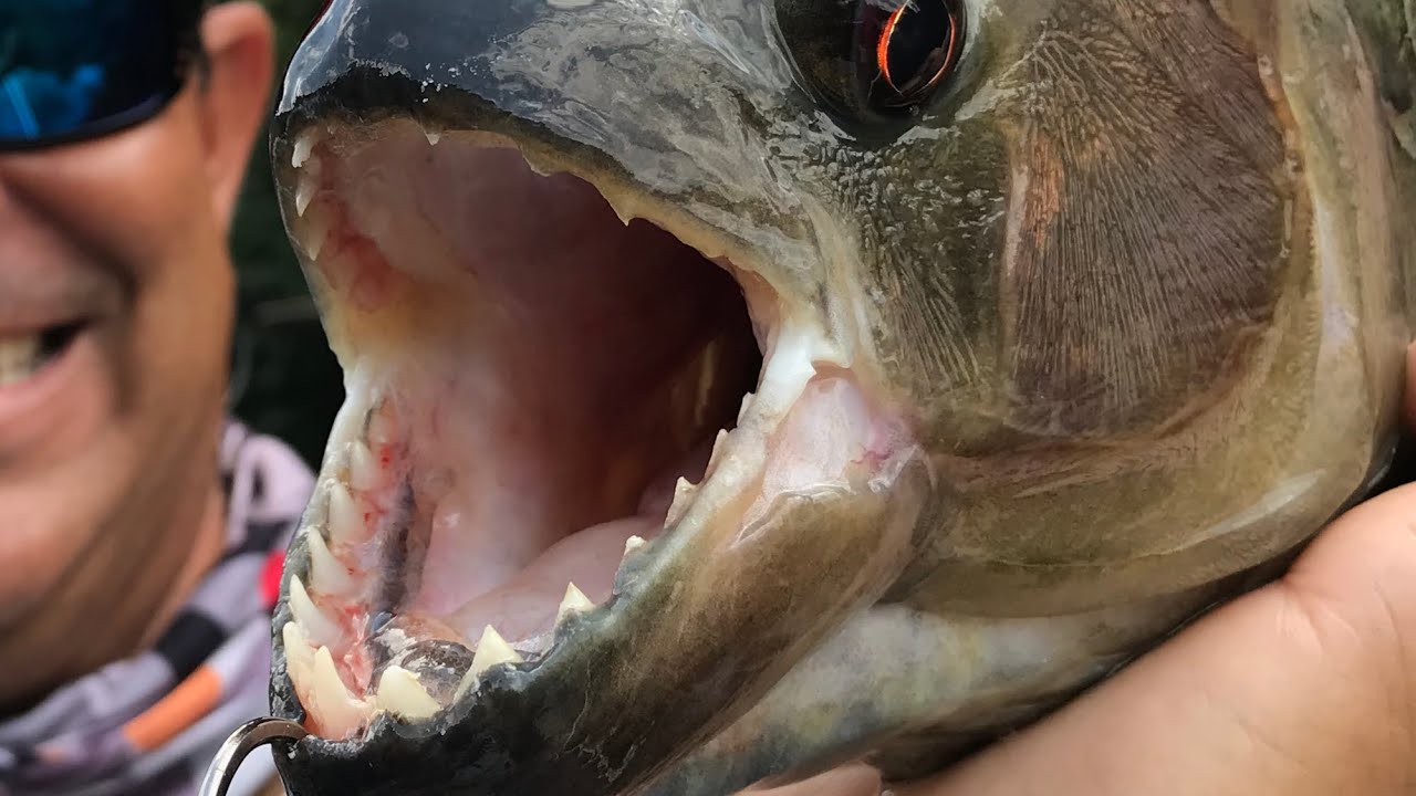CONHE&Ccedil;A AS MAIORES PIRANHAS DO MUNDO