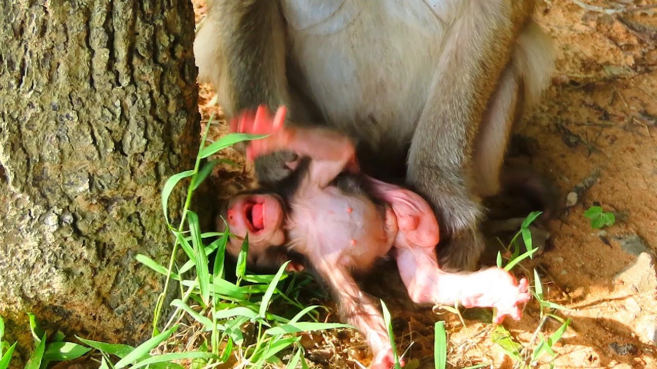 OMG! Million Tea poor tiny baby monkey!!!