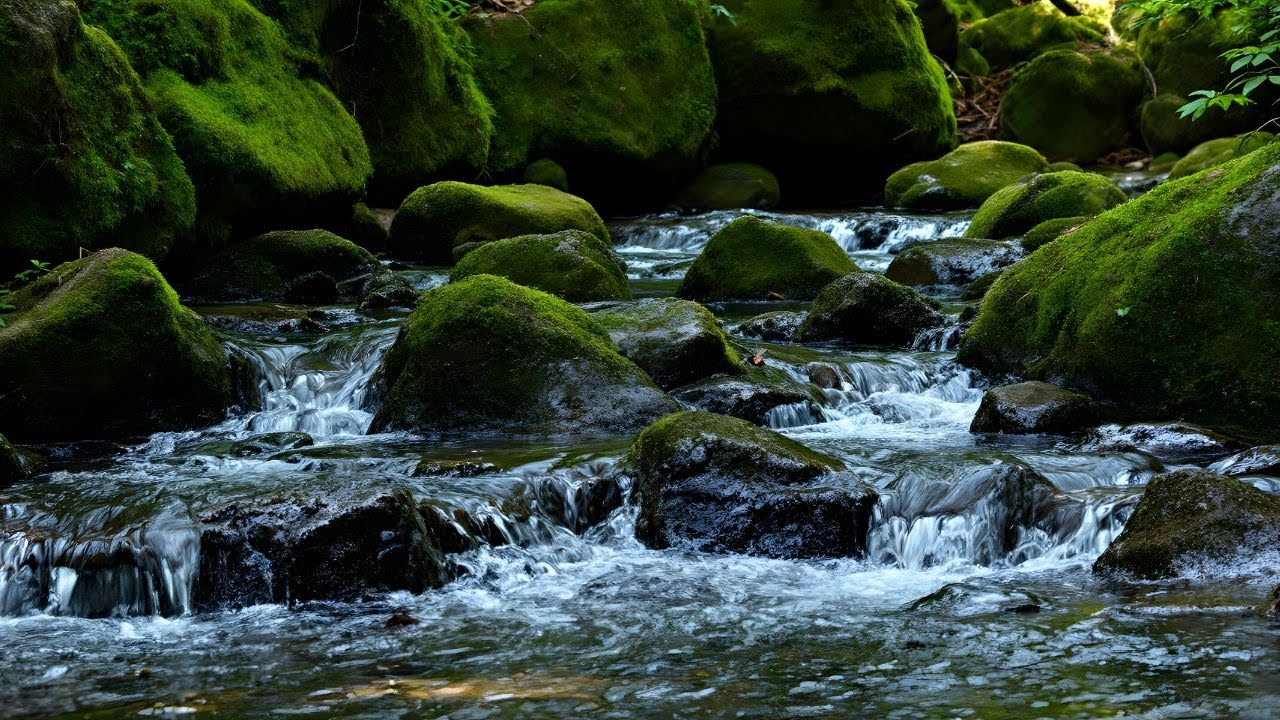 River Sounds ASMR 24/7 | Relaxing Nature Stream for Sleep, Study & Meditation