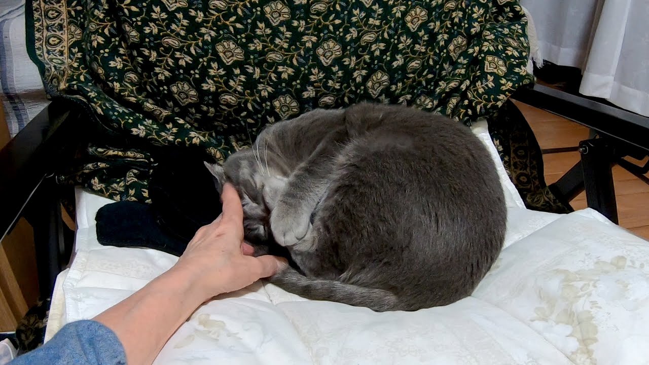 甘えん坊猫「はなちゃん」のいつもと変わらない幸せな一日