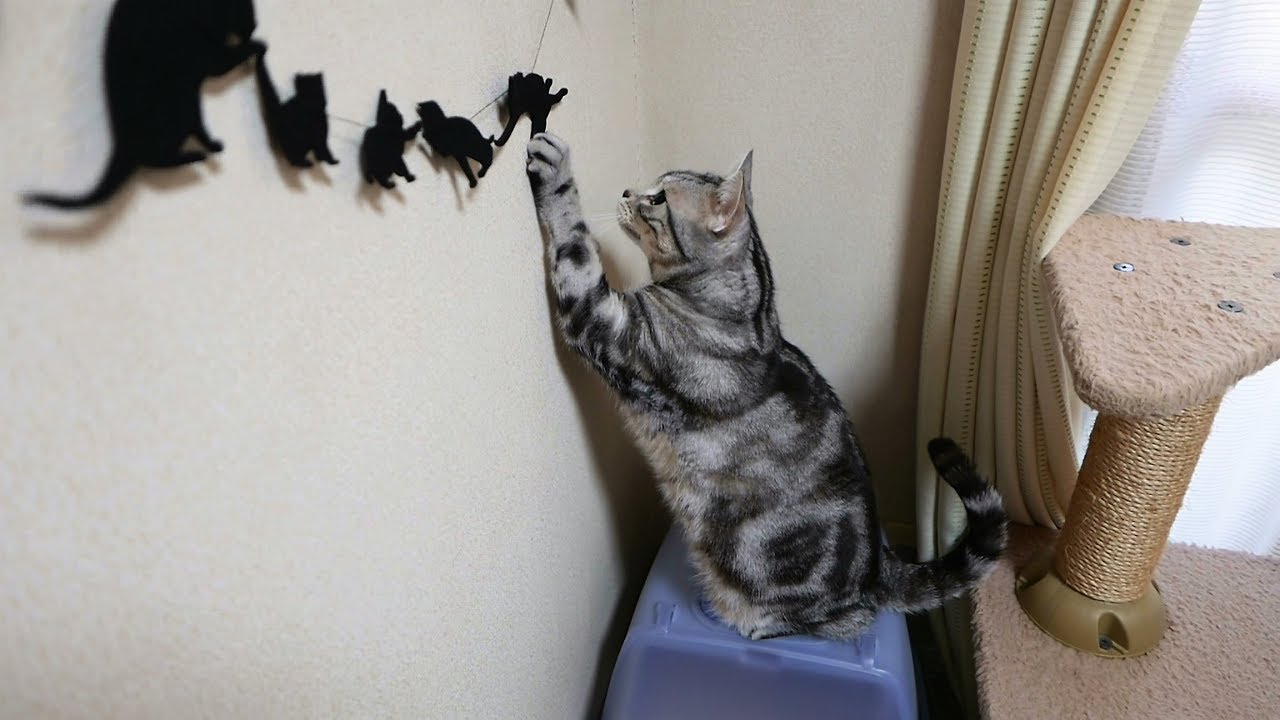 チョイチョイ必至「あれはなに…？」と目で訴える猫