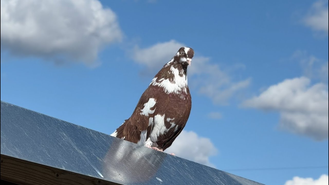 В гостях у друга в Калифорнии.Тренировка молодежи(Николаевские голуби)