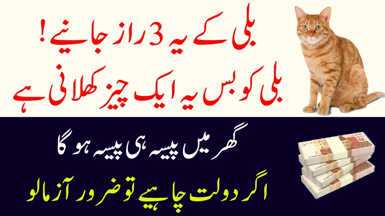 Billi ke Ye 3 Raaz Jaaniye | Billi ko Bas Ye Cheez Khilani Hai | Agar Dolat Chahty hoto Ye Wazifa
