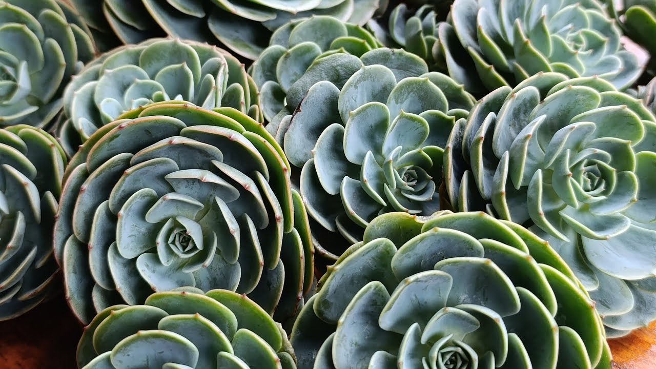 Vocês não vão acreditar 😲 Veja agora as plantas incríveis que acabaram de chegar.