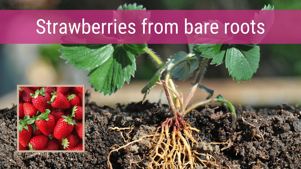Strawberries: From bare root to fruit