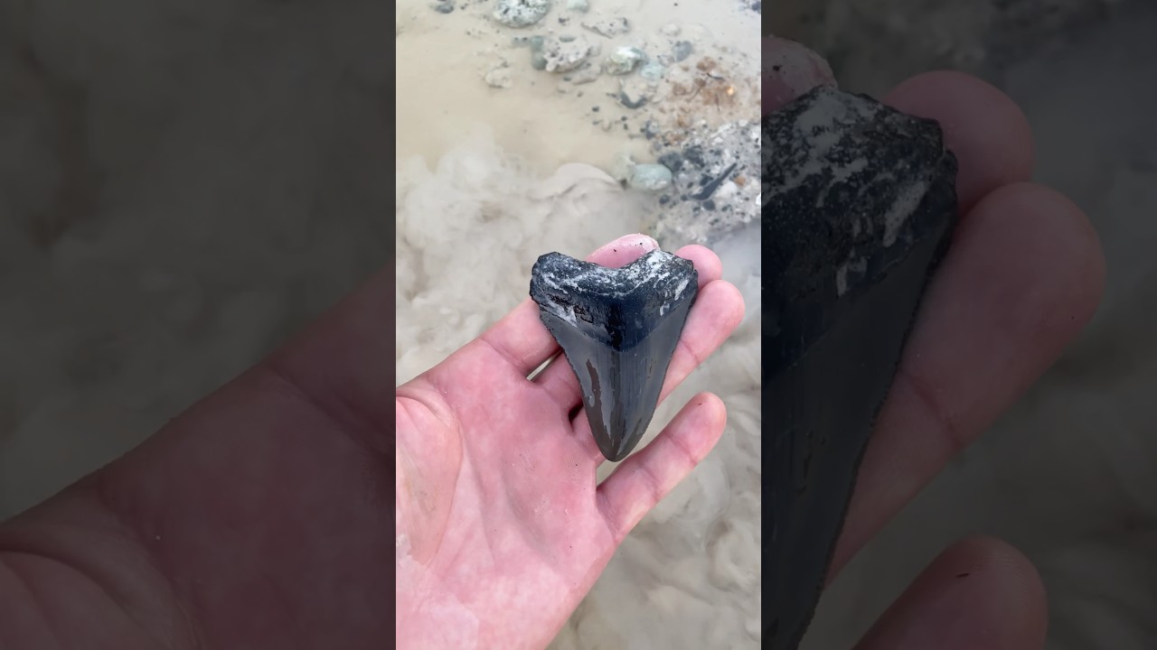 Do you know what kind of shark tooth this is?? Hint: it&rsquo;s not a Great White #ancient #florida #woah